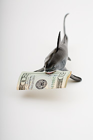 Loan Shark